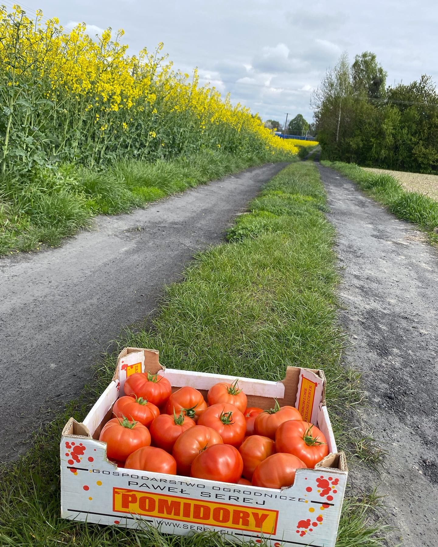 Dobre jedzenie. Blisko ludzi. Skrzynka pomidorów gospodarstwa Pawła Sereja na polnej drodze